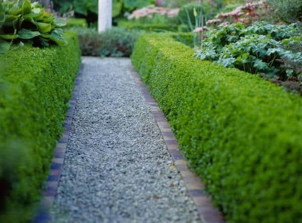 Boxwood pathway for a small garden