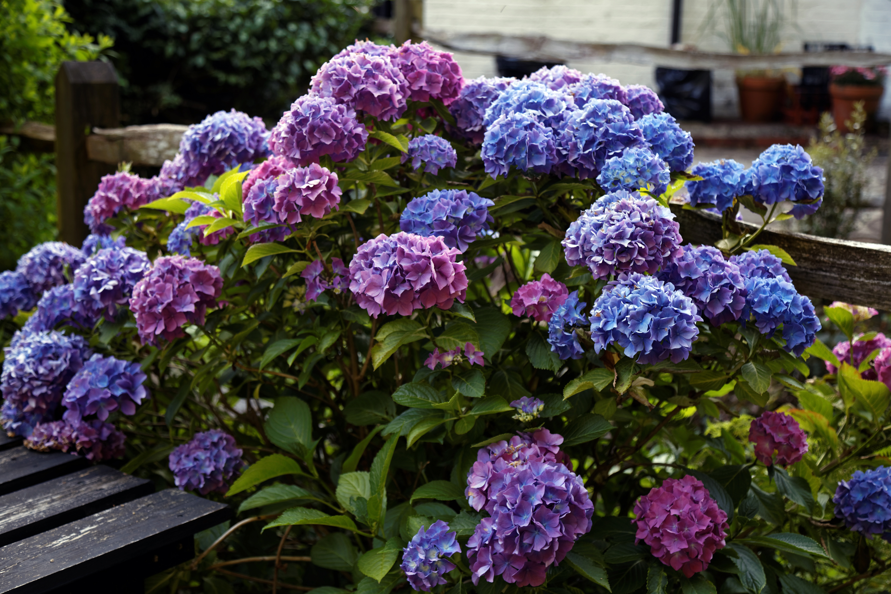 Blue and purple Hydrangea bush