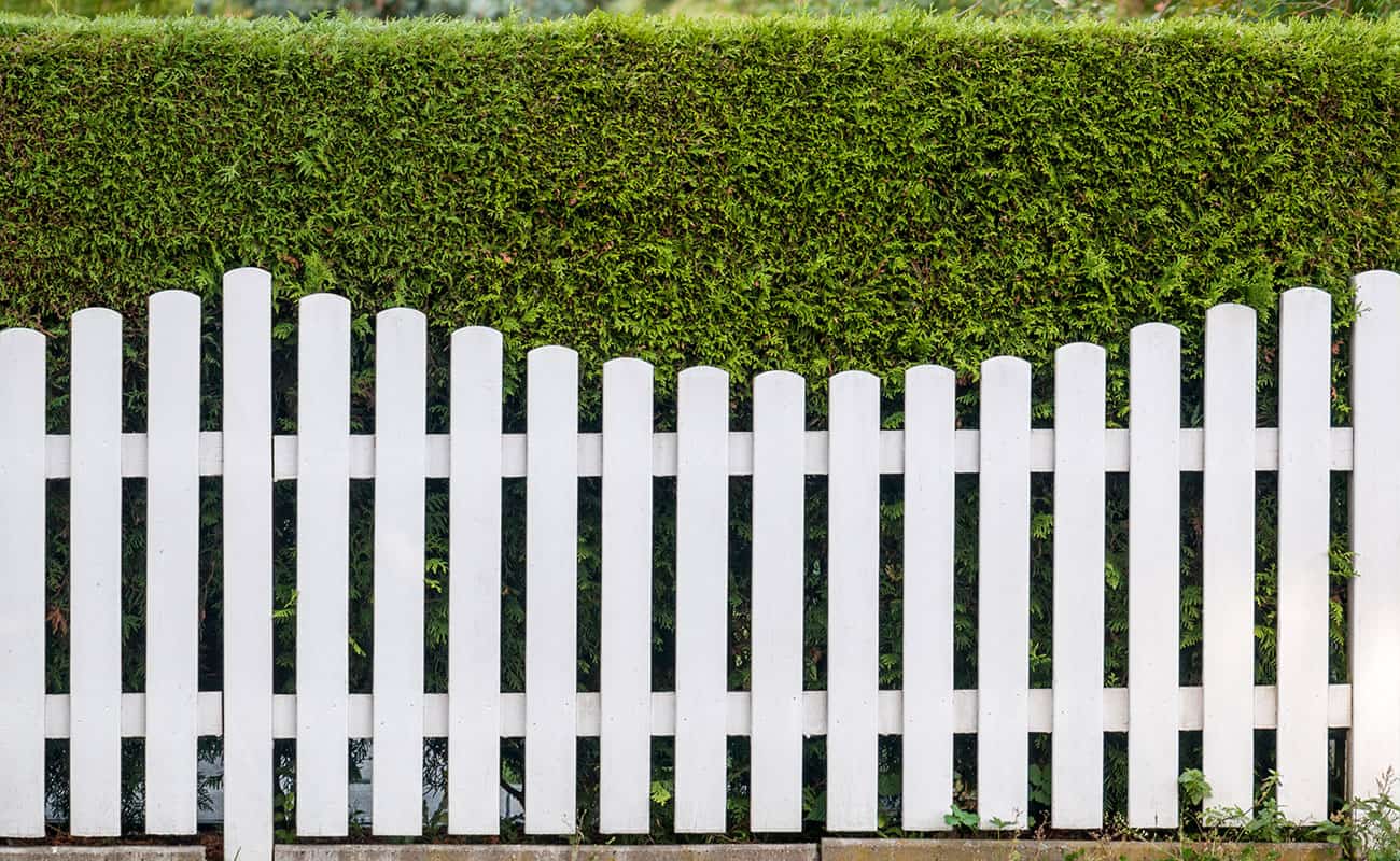 Fences with bushes