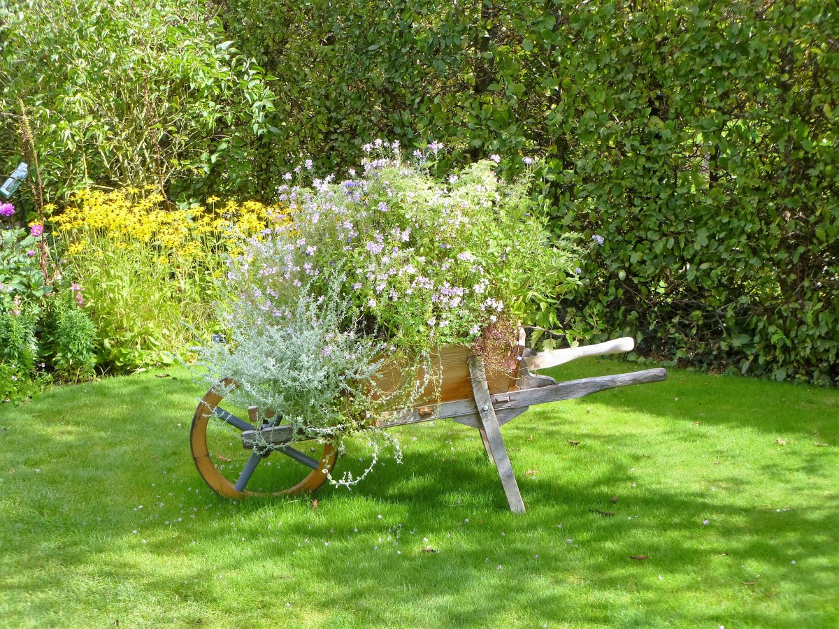 Old wheelbarrow as a planter