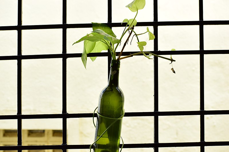 Wine bottle planter on a wire trellis, housing a Pothos plant.