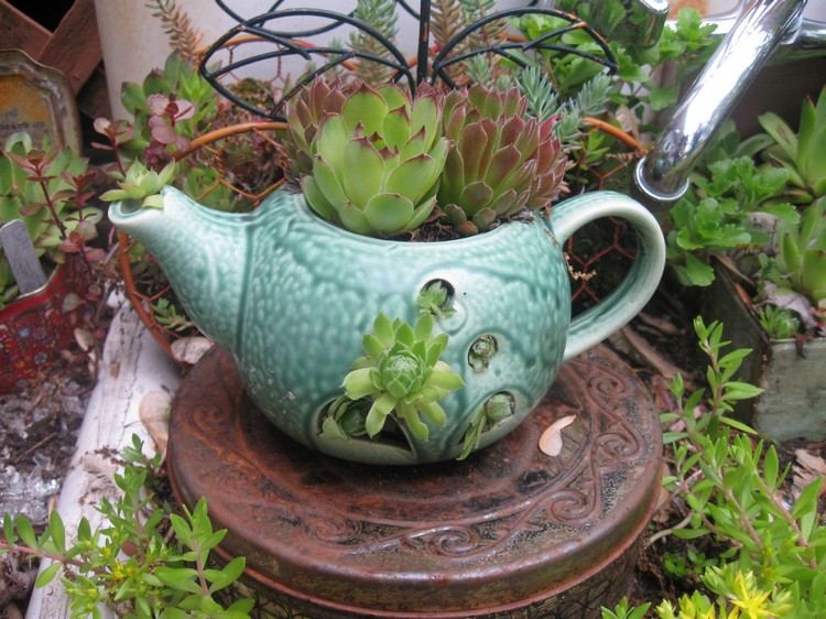 Vintage tea pot planters