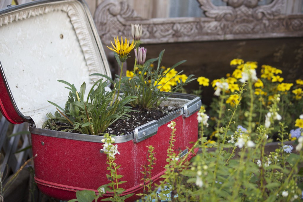 Old, red suitcase transformed into a planter