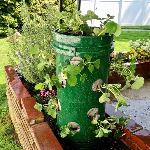 Strawberry tower made from nursery buckets
