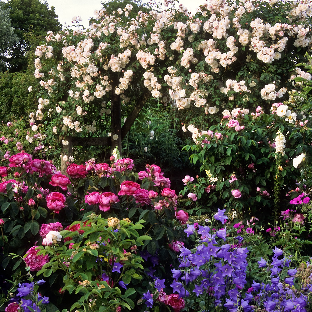 A rose garden featuring a wooden arbour entrance with trained rose climbers.
