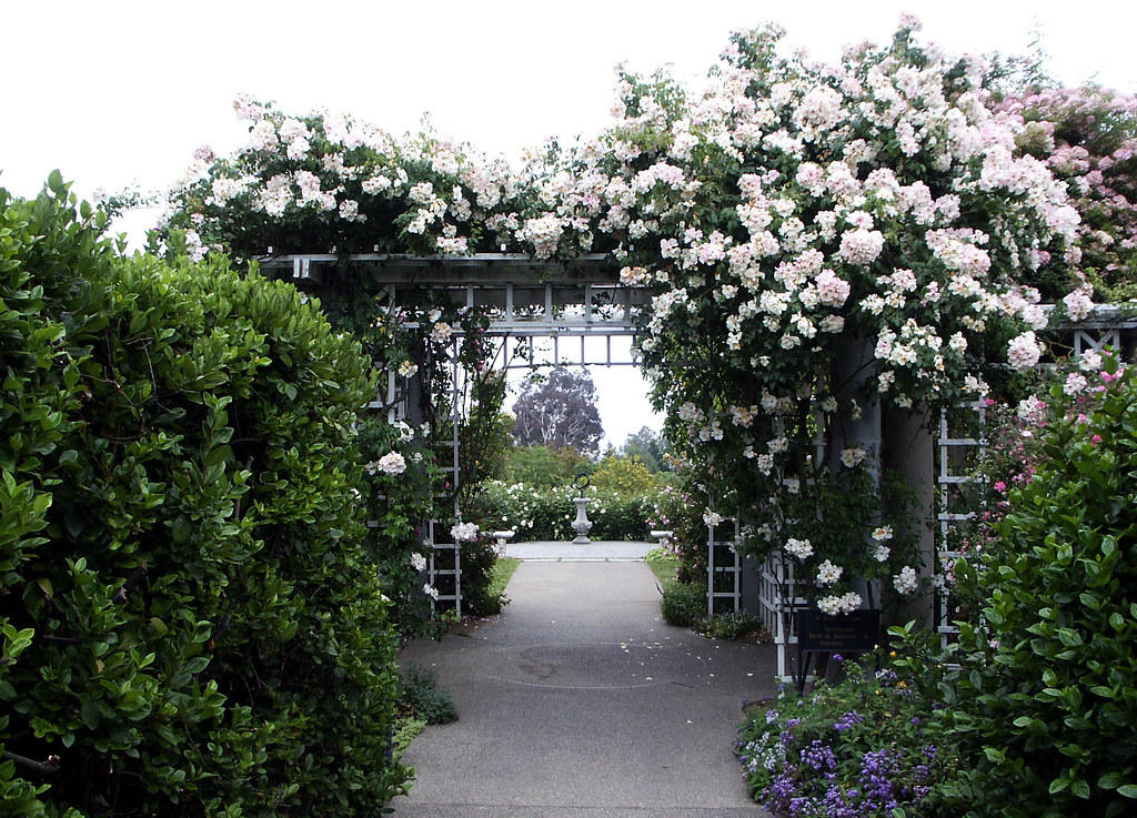 Metal arbour with rose climbers and surrounding hedges.