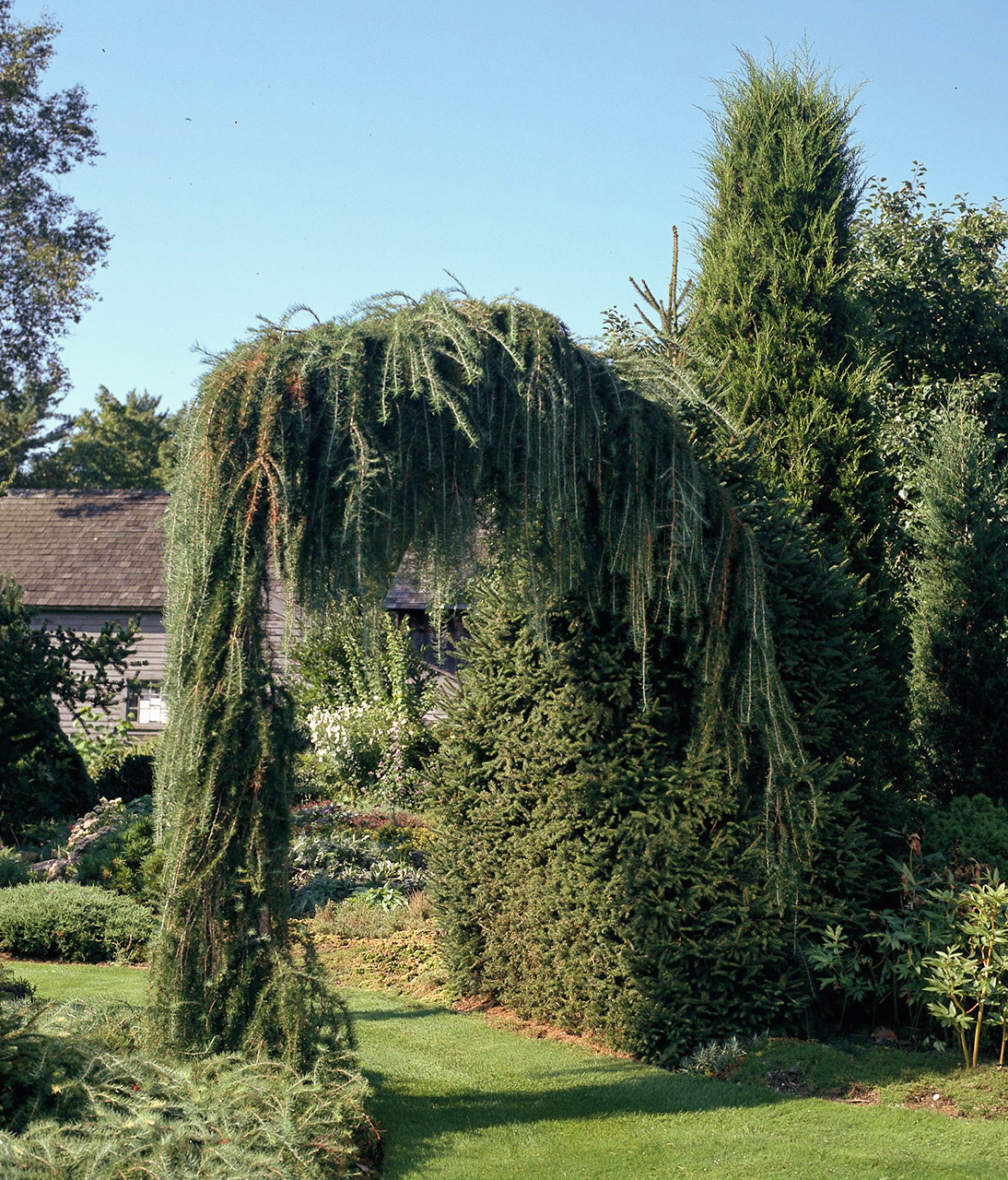 Weeping larch tree arbour