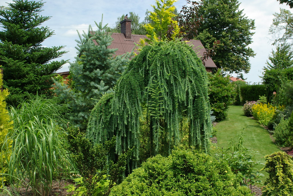 Weeping larch tree