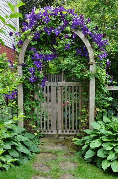 Curved arbour with clematis