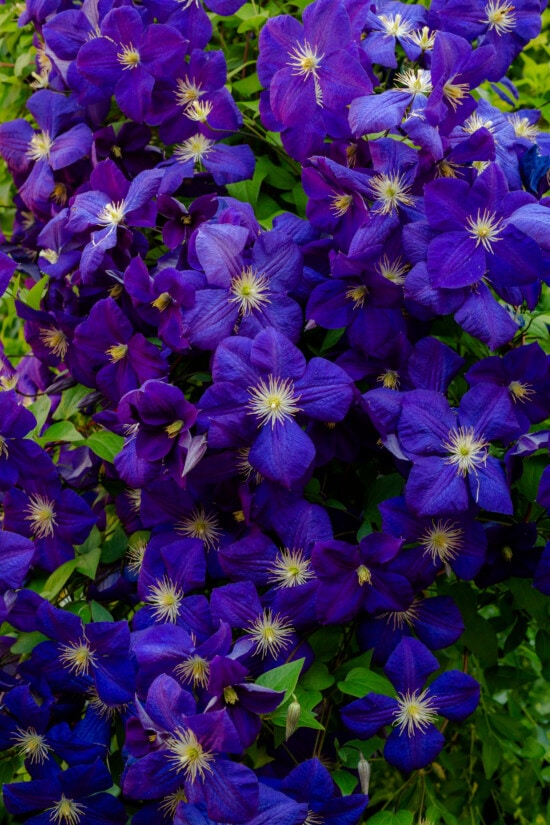 A zoom shot of Clematis plants