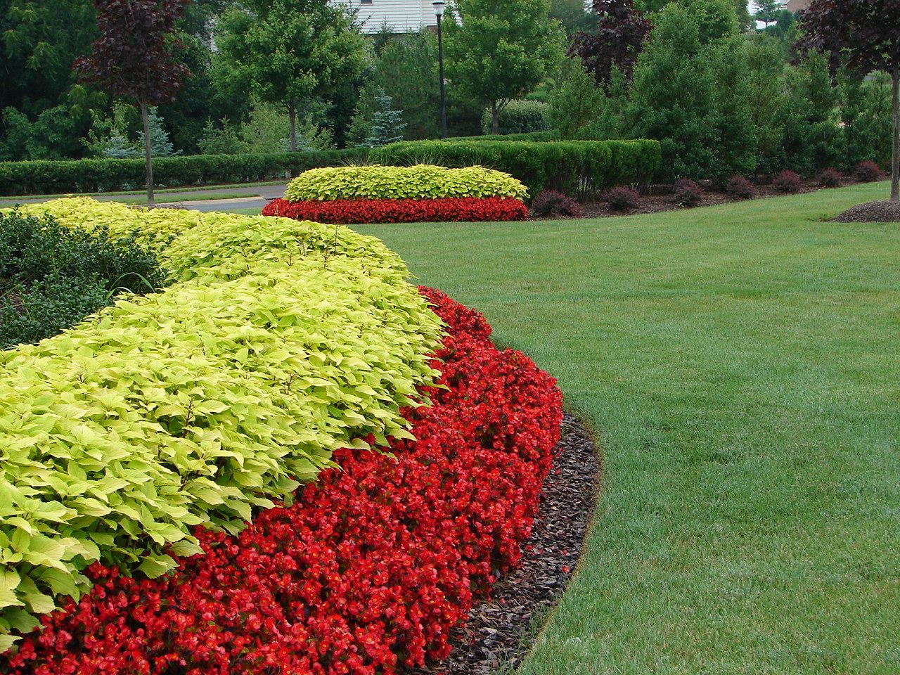 A garden border that showcases colour blocks