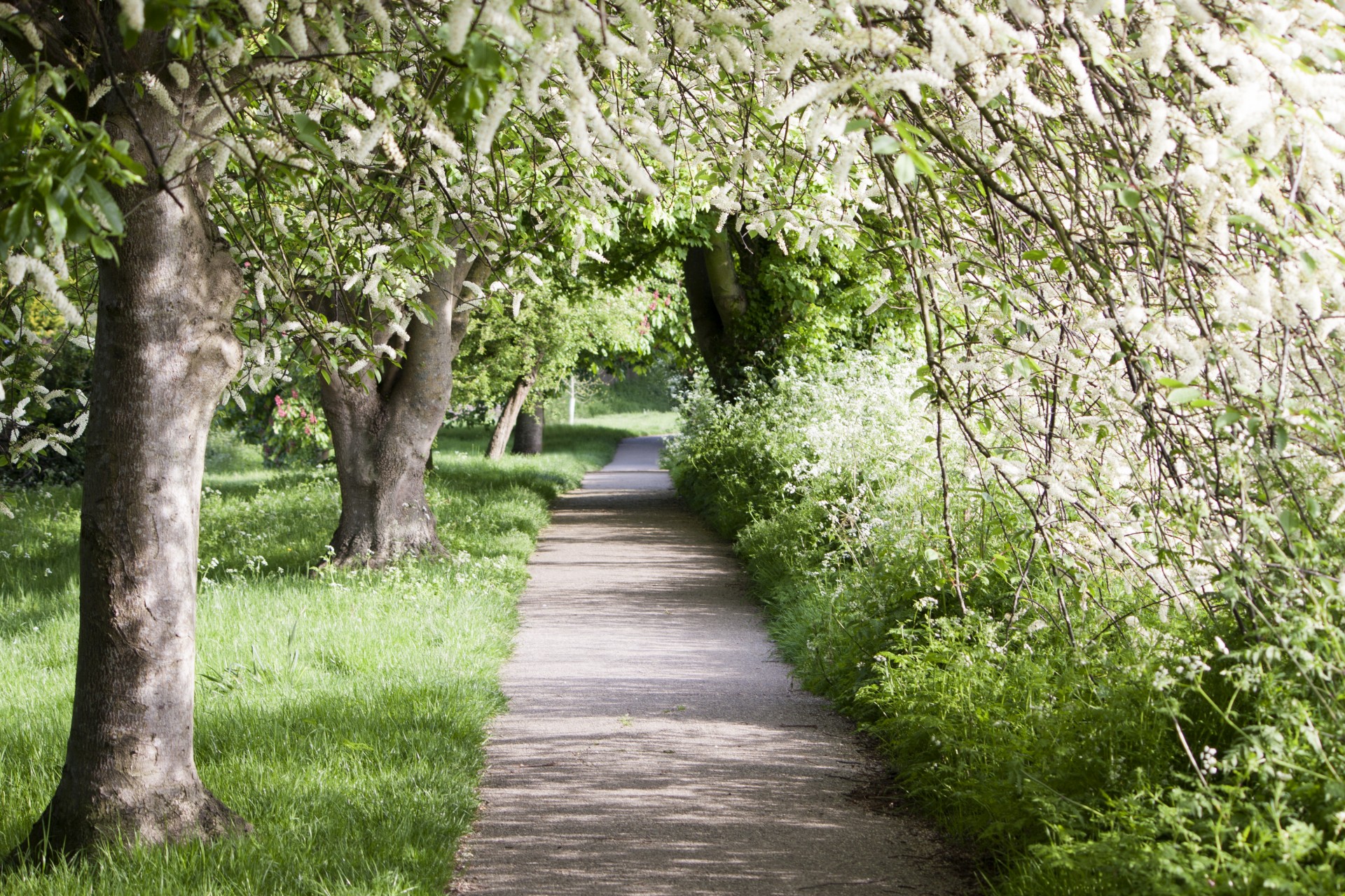 A pathway with bush edgings and lined trees