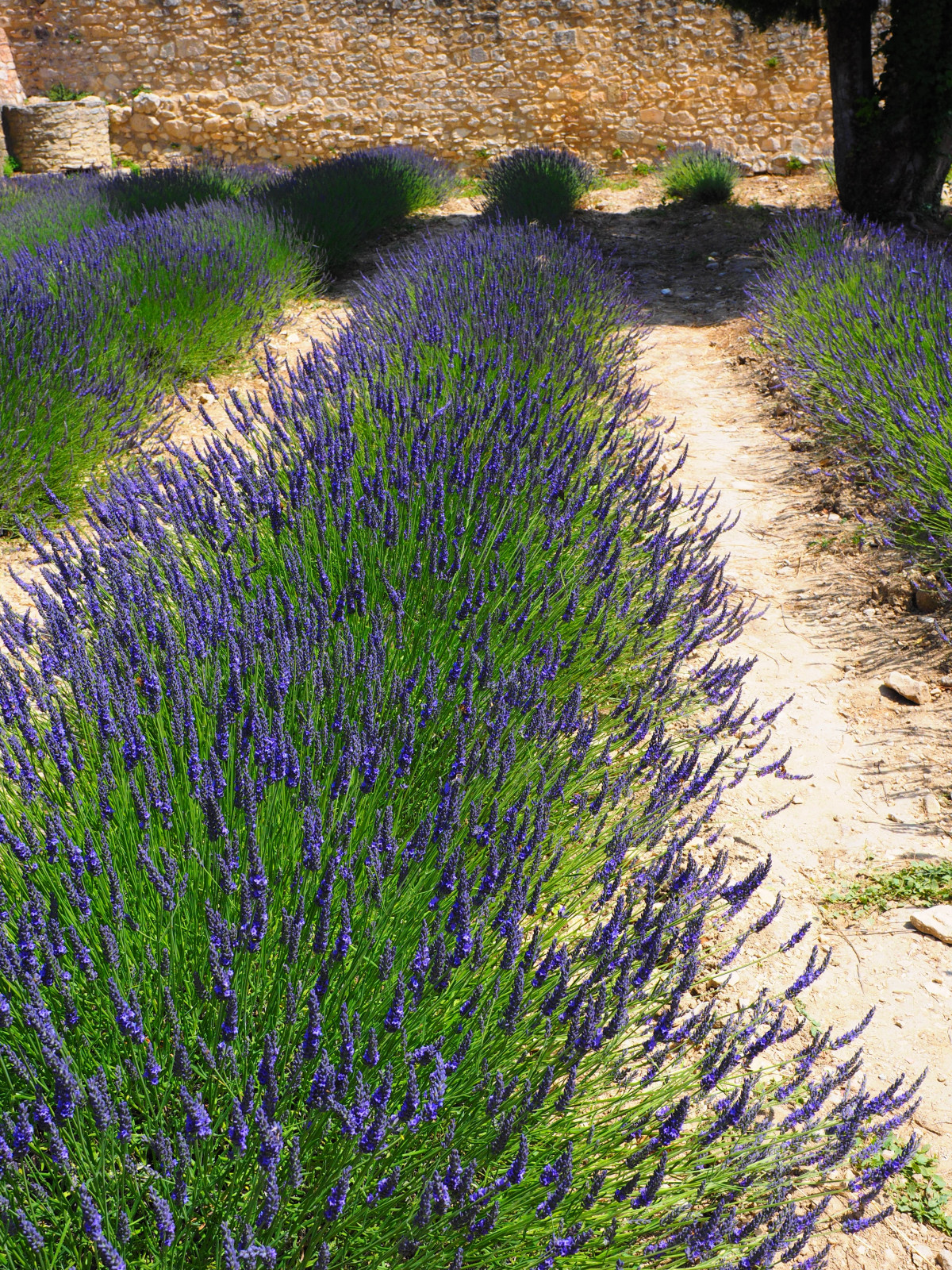 Lavender as garden borders, lining pathways