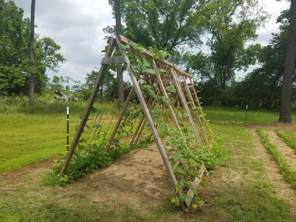 A-framed garden trellis for vegetables