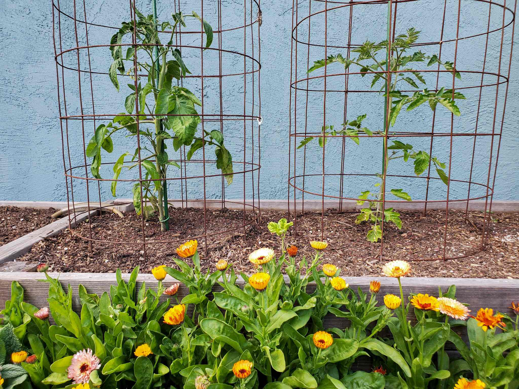 Tomato cage garden trellis