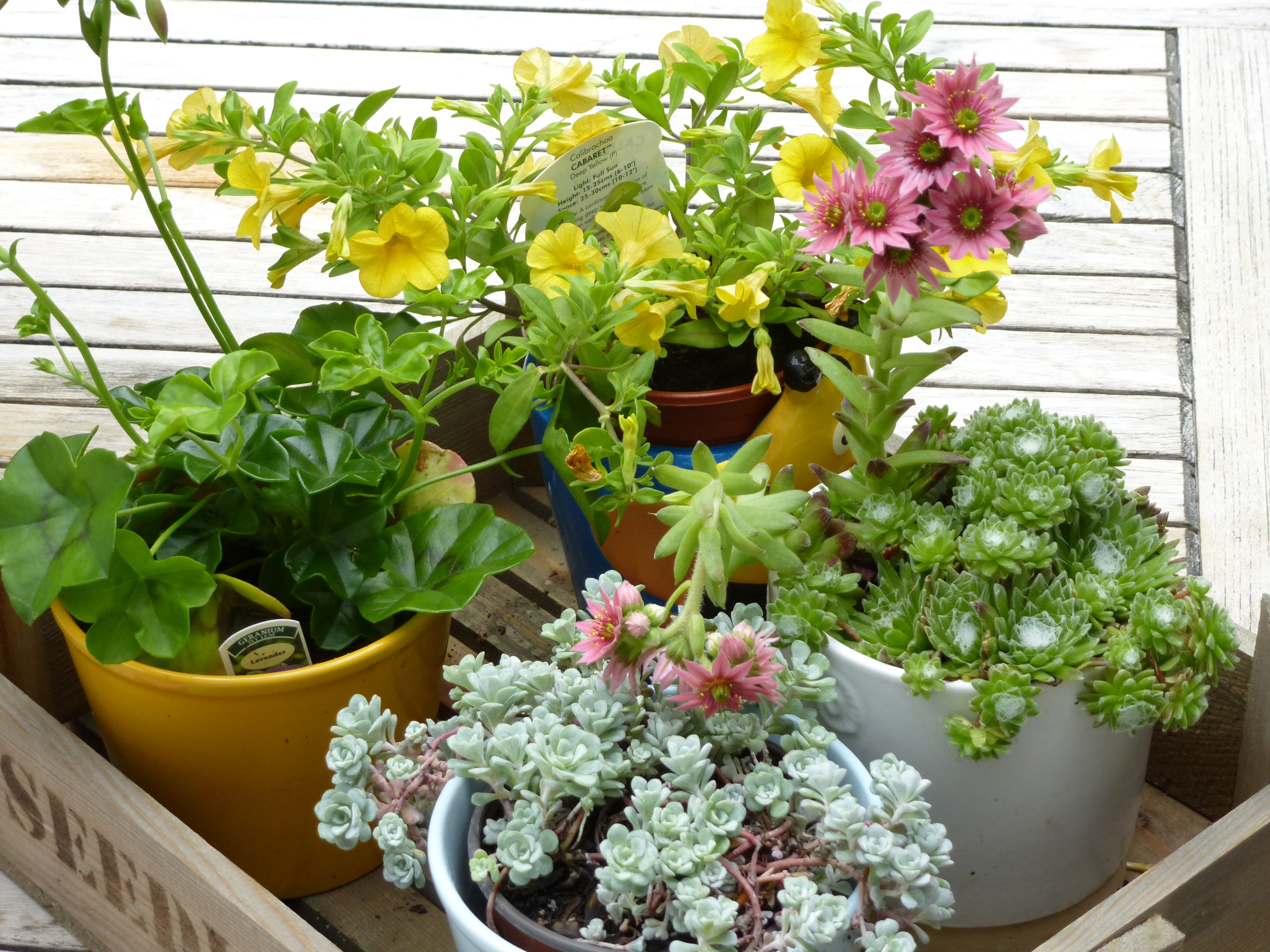 Small wooden crate filled with assorted pot plants