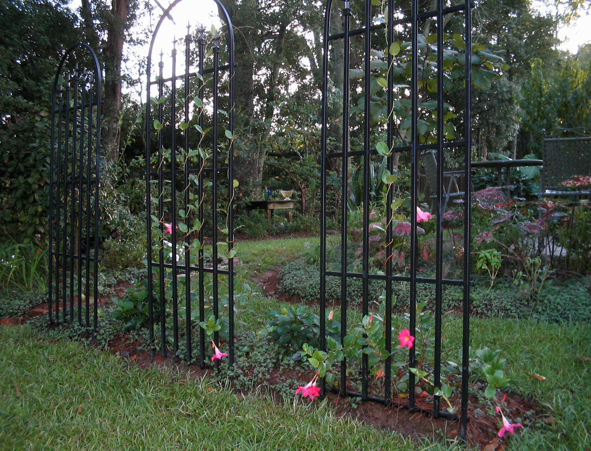 Freestanding metal trellis with rose climbers