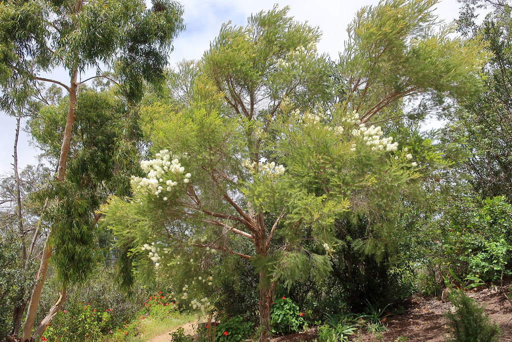 Various trees in the garden