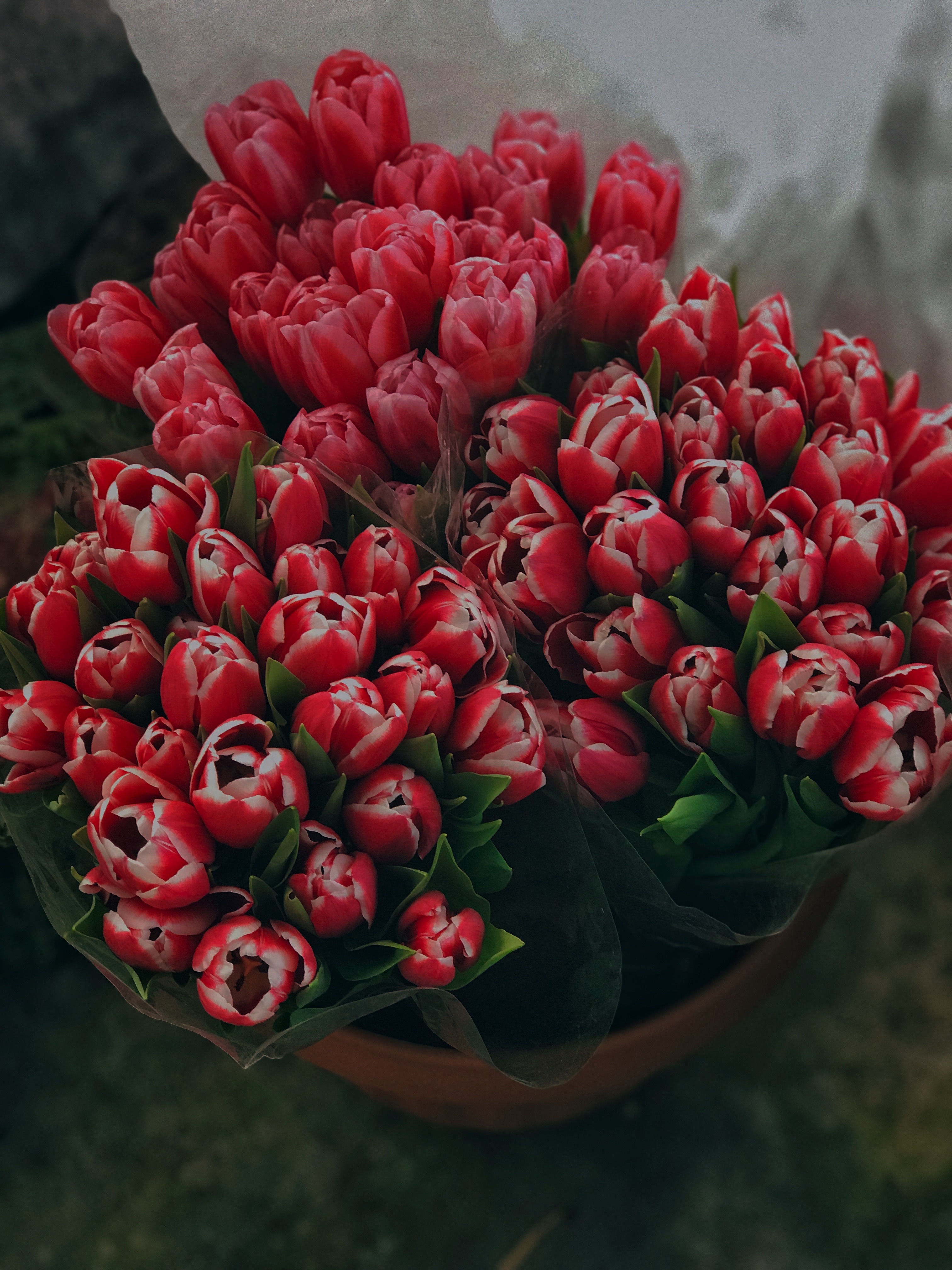 Red Tulips on a Pot