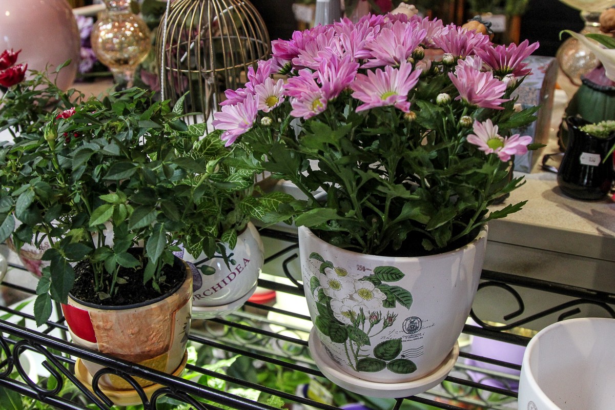 Herb and flower garden in DIY pots