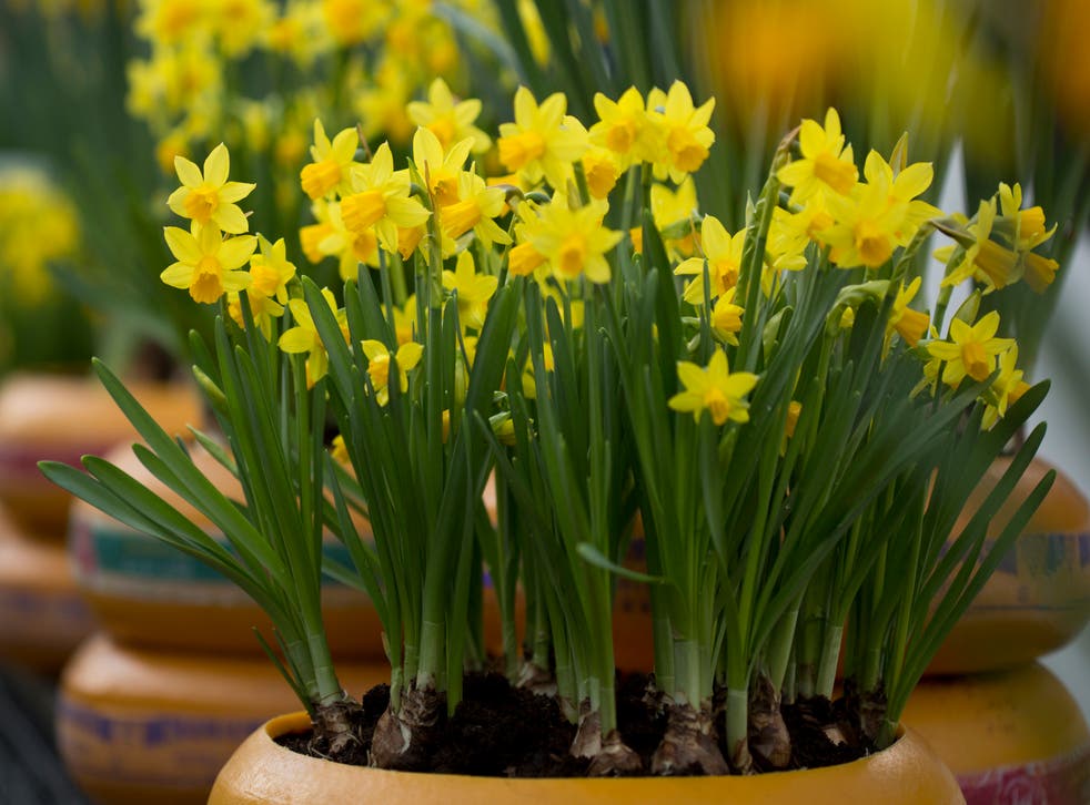 Daffodils container garden idea for spring