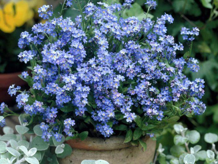 Forget-me-not container garden idea for spring