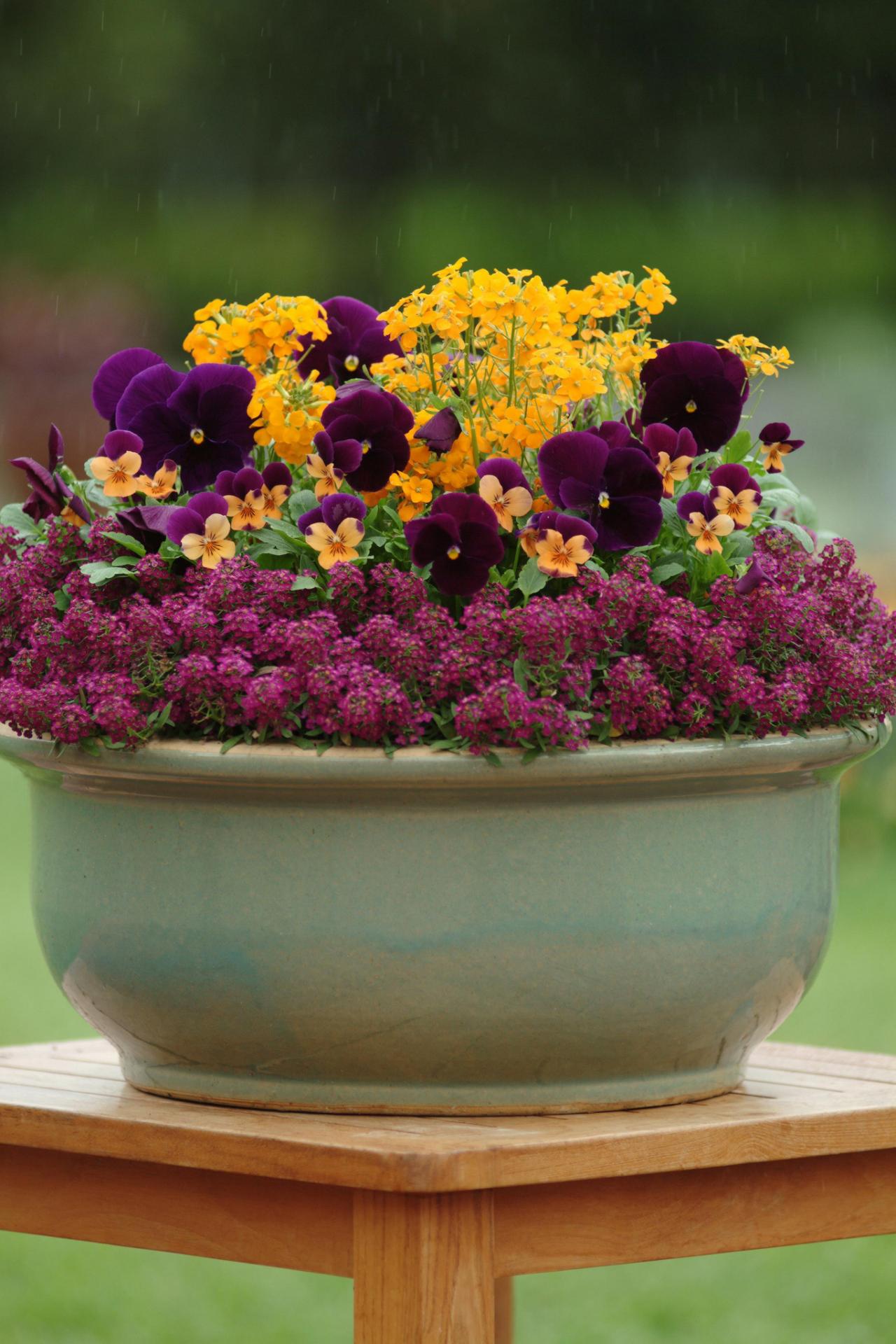 Pansies and Violas container garden idea for spring
