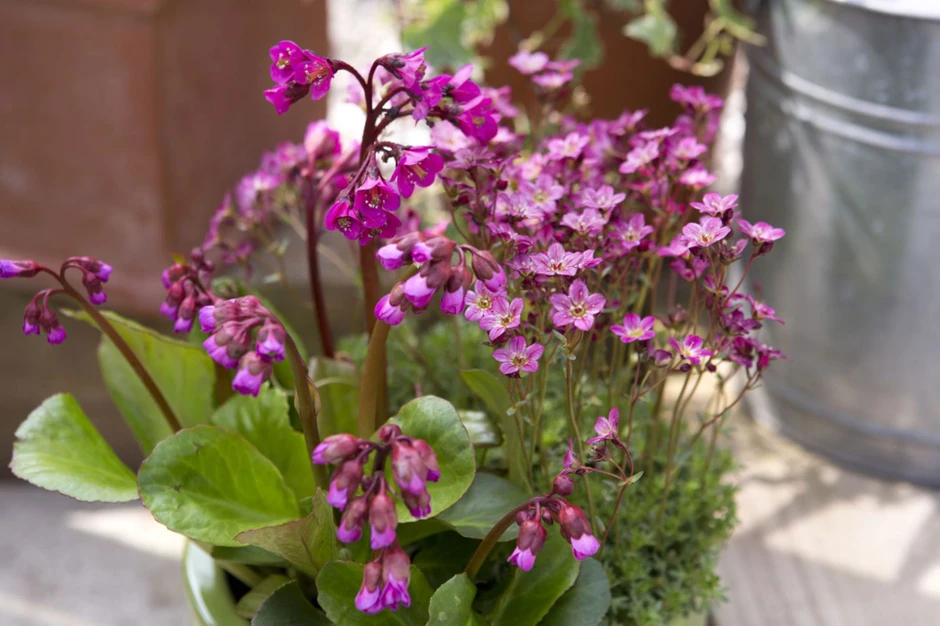 Bergenia and Saxifrage container garden idea for spring
