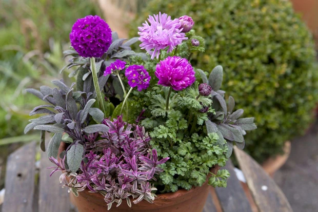 Primulas, Sage and Peony container garden idea for spring