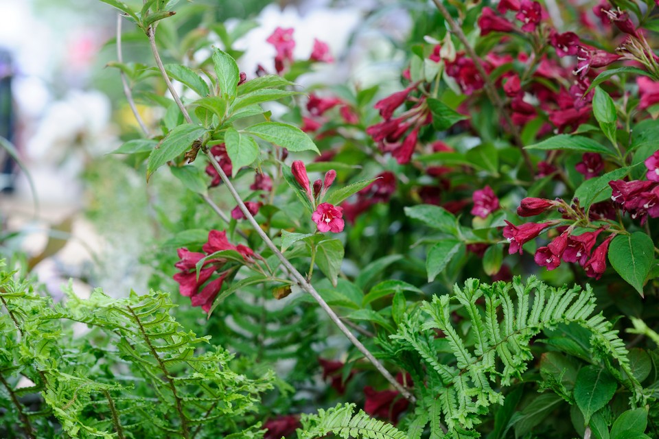 Weigela and Dryopteris container garden idea for spring