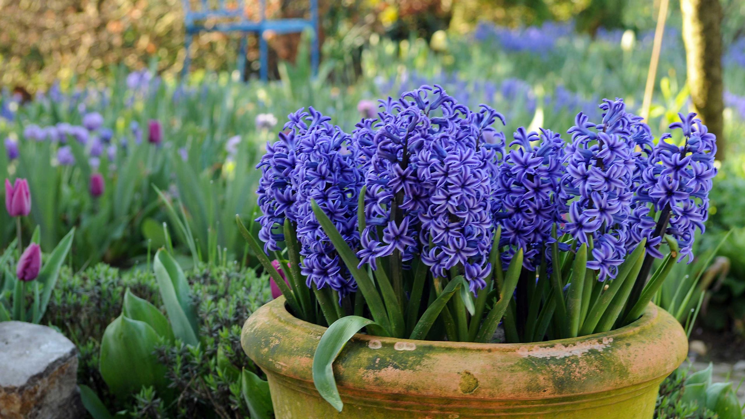 Hyacinths container garden idea for spring