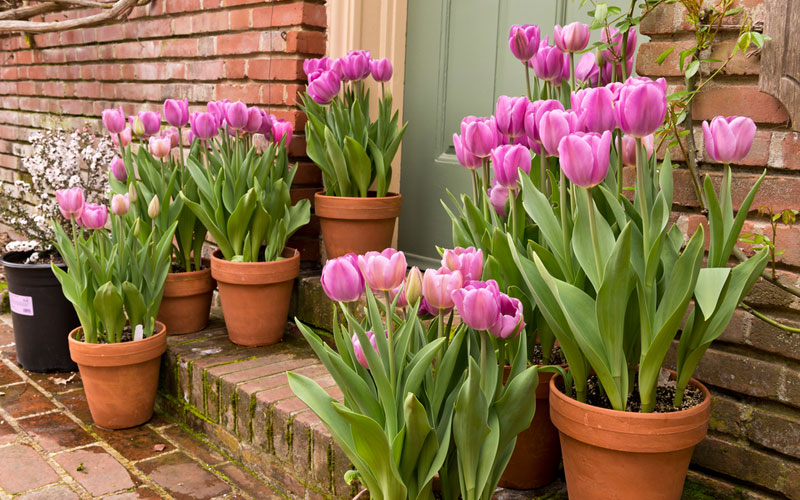 Tulips container garden idea for spring