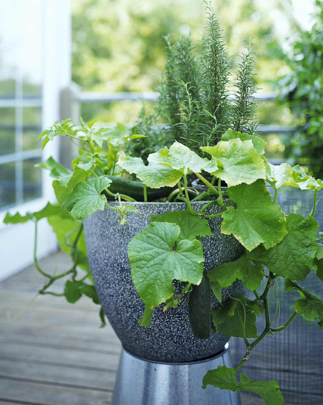 Vining vegetables in containers