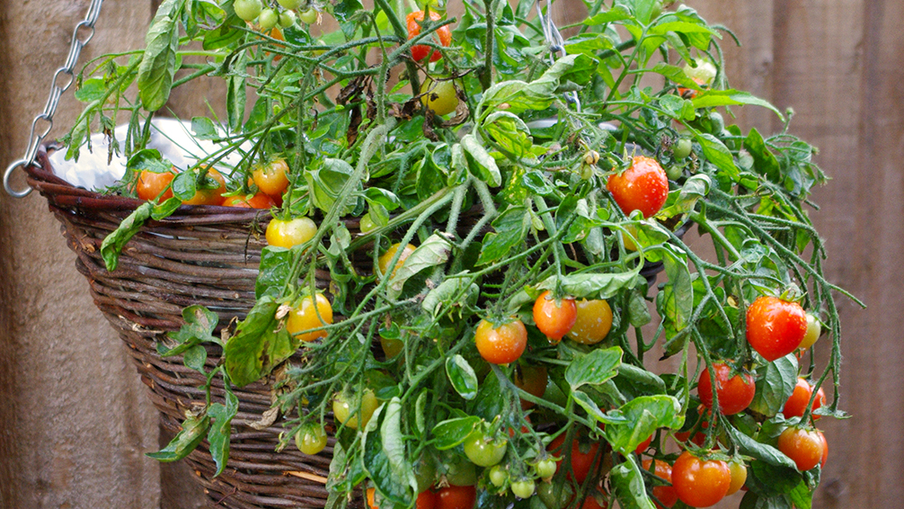 Hanging basket for vegetable gardening