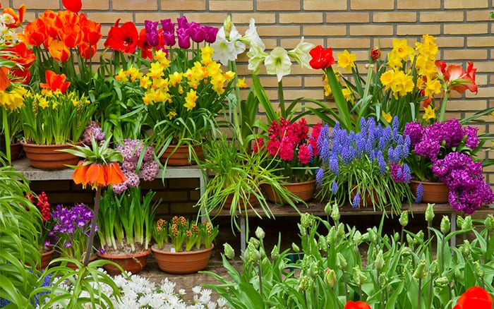 Garden pots display