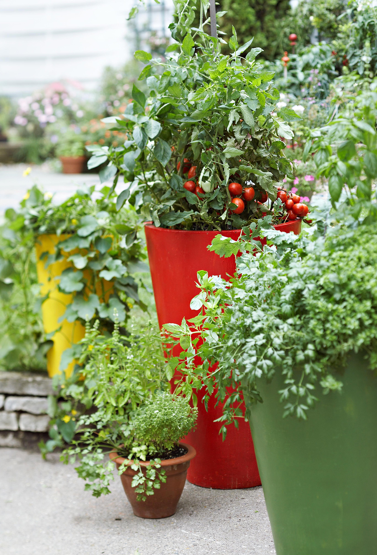 A variety of container gardens