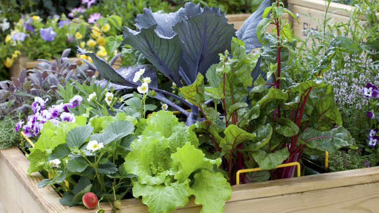 Container gardening with edible flowers