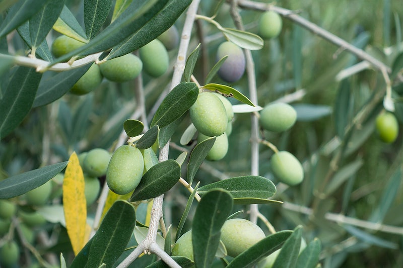Green olives growing on tree