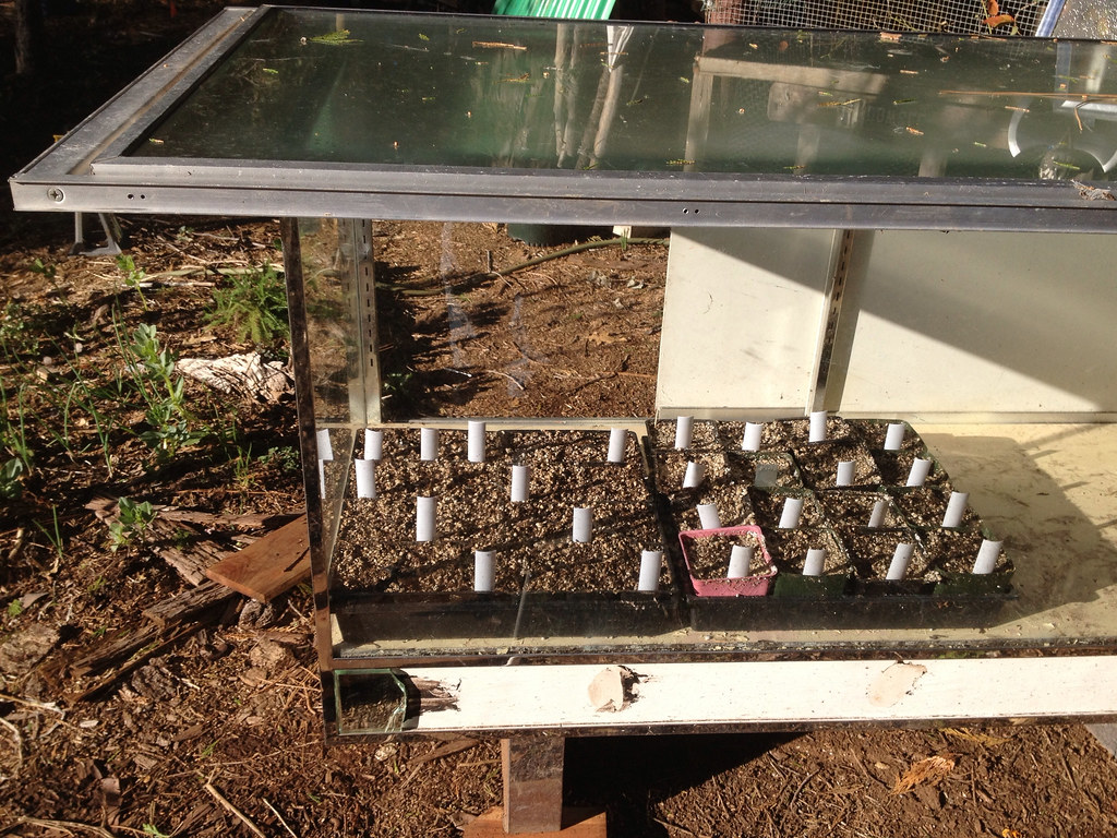 DIY glass greenhouse made from old windows