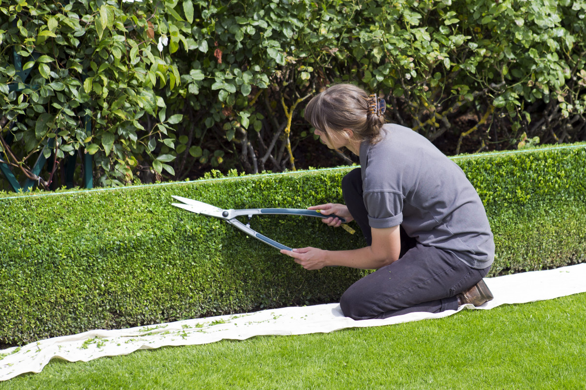 A women gardener trimming shrubs