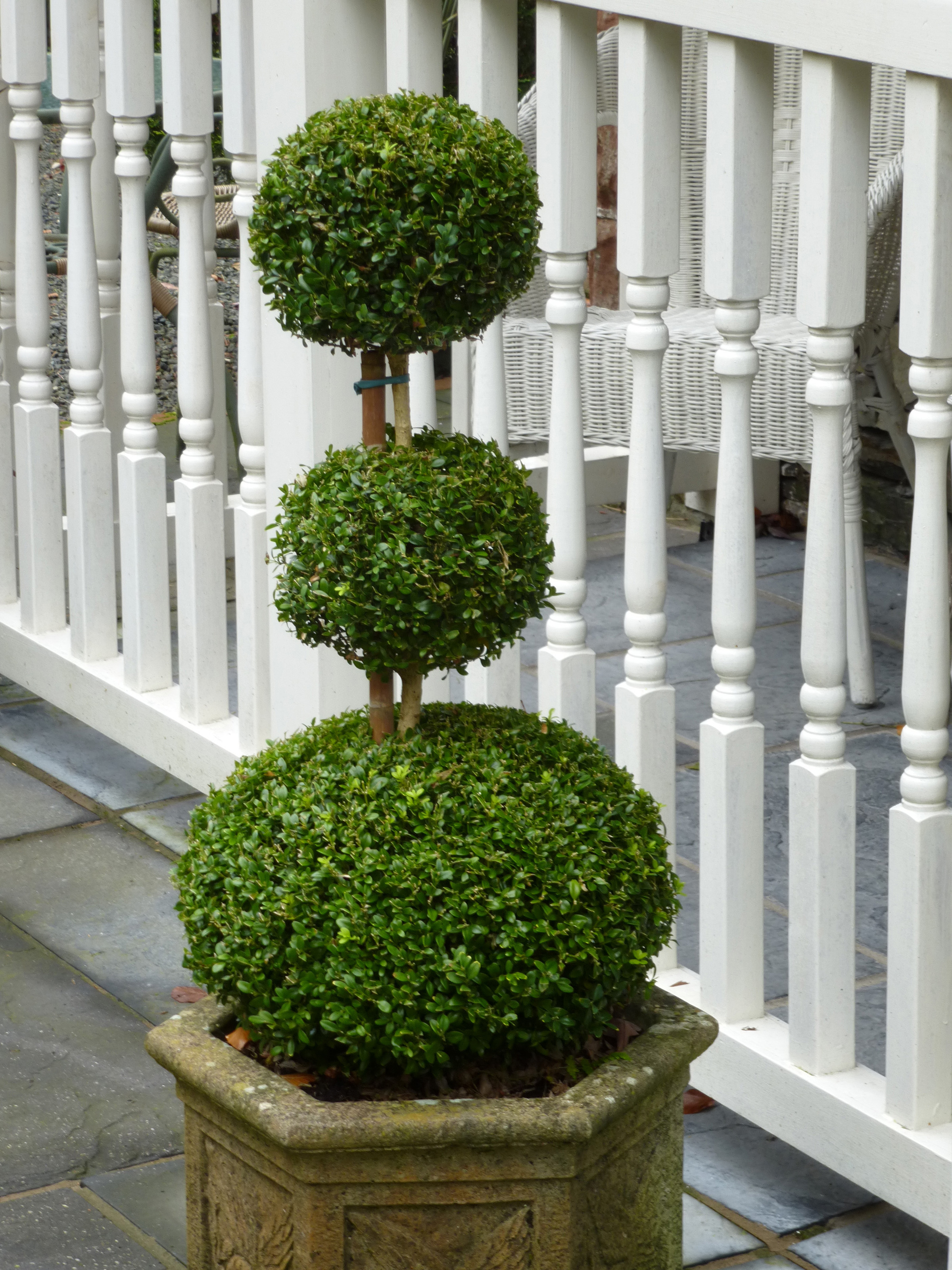 Neatly manicured potted topiary tree 