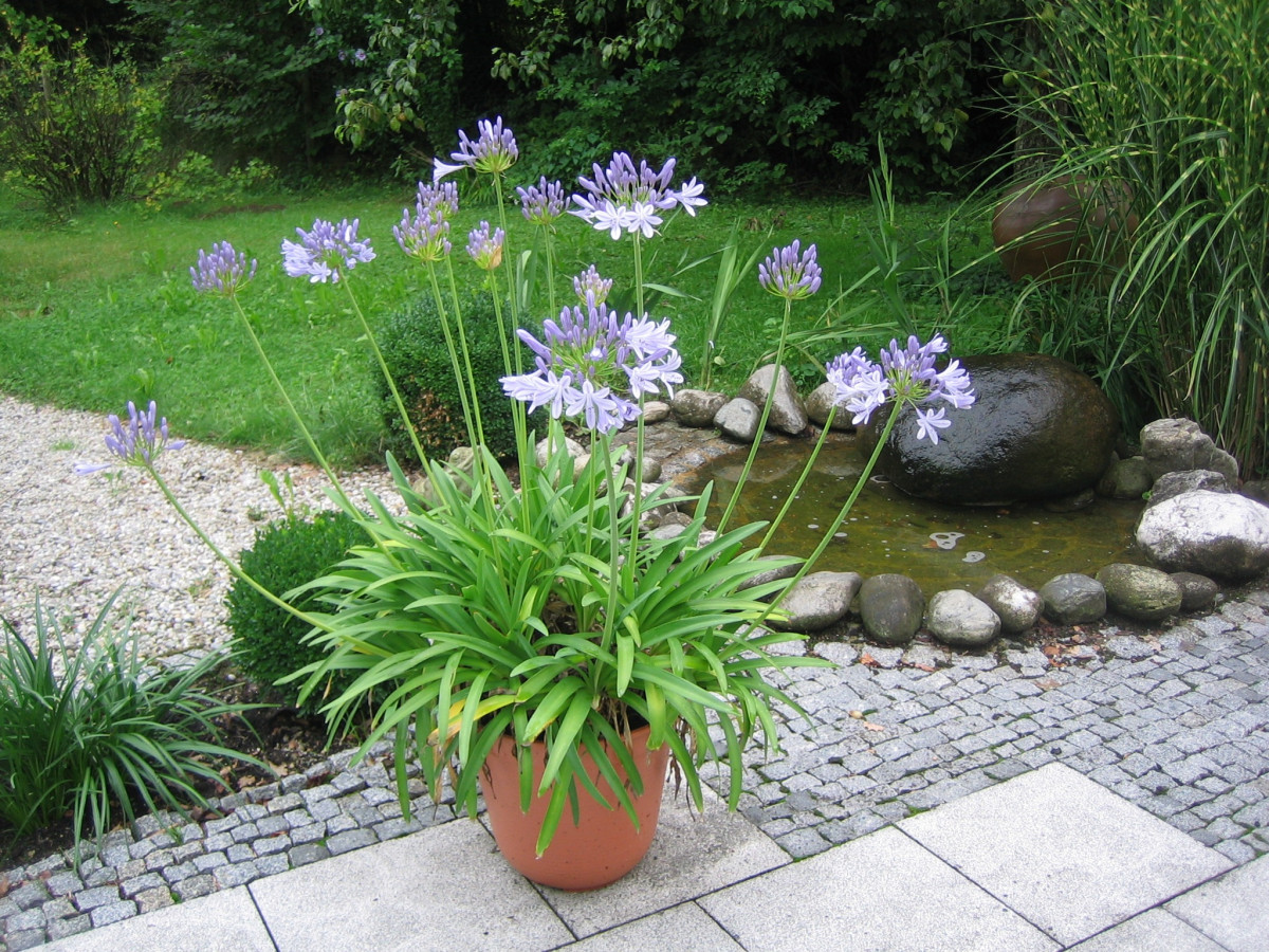 Potted Agapanthus plant