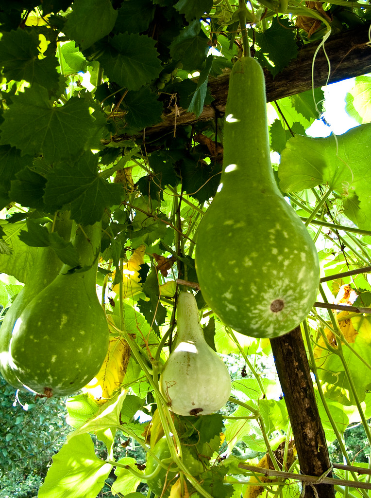 Gourds hanging from an arbor 