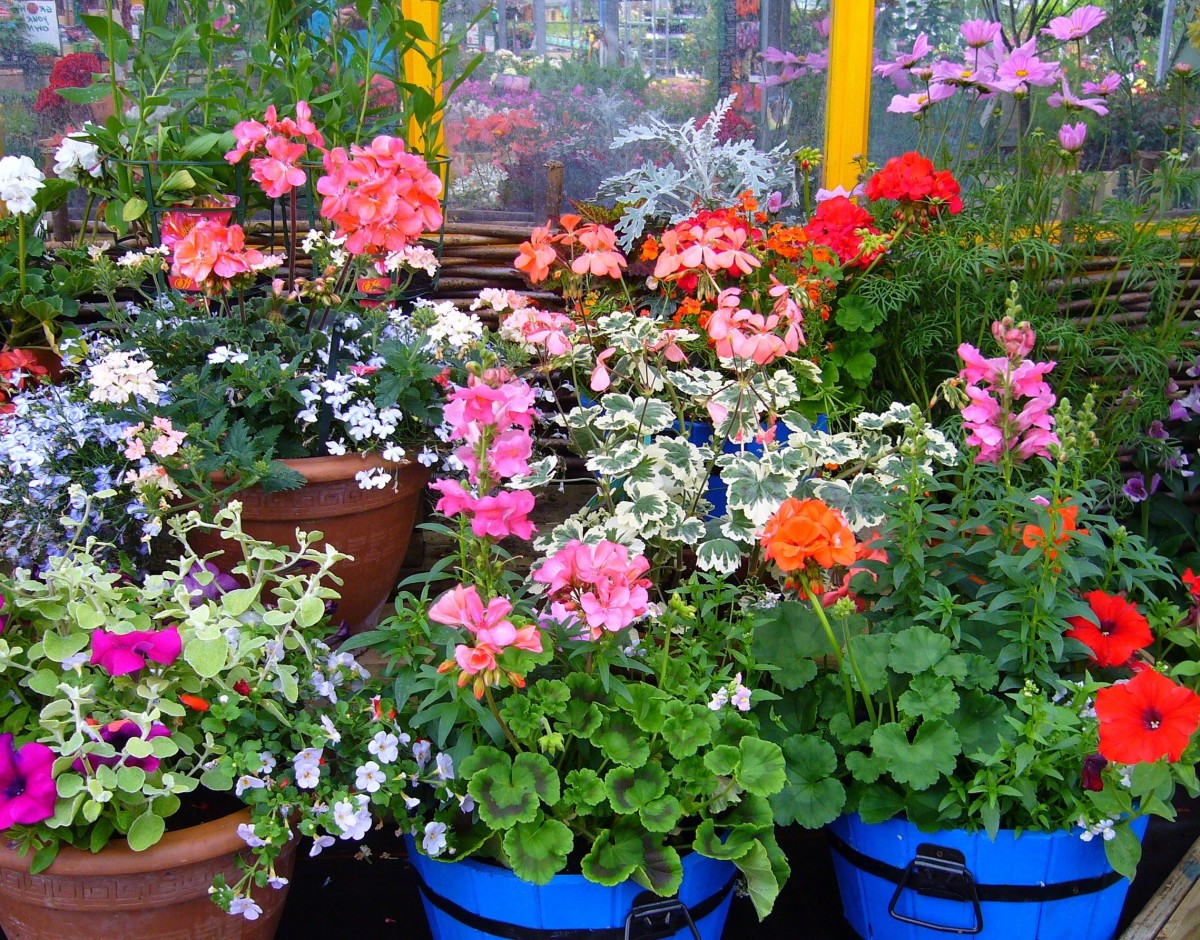 Flower pot display