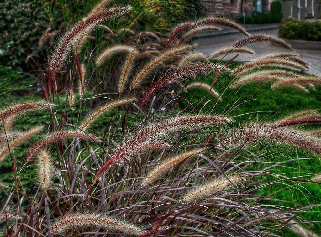 Garden ornamental grasses