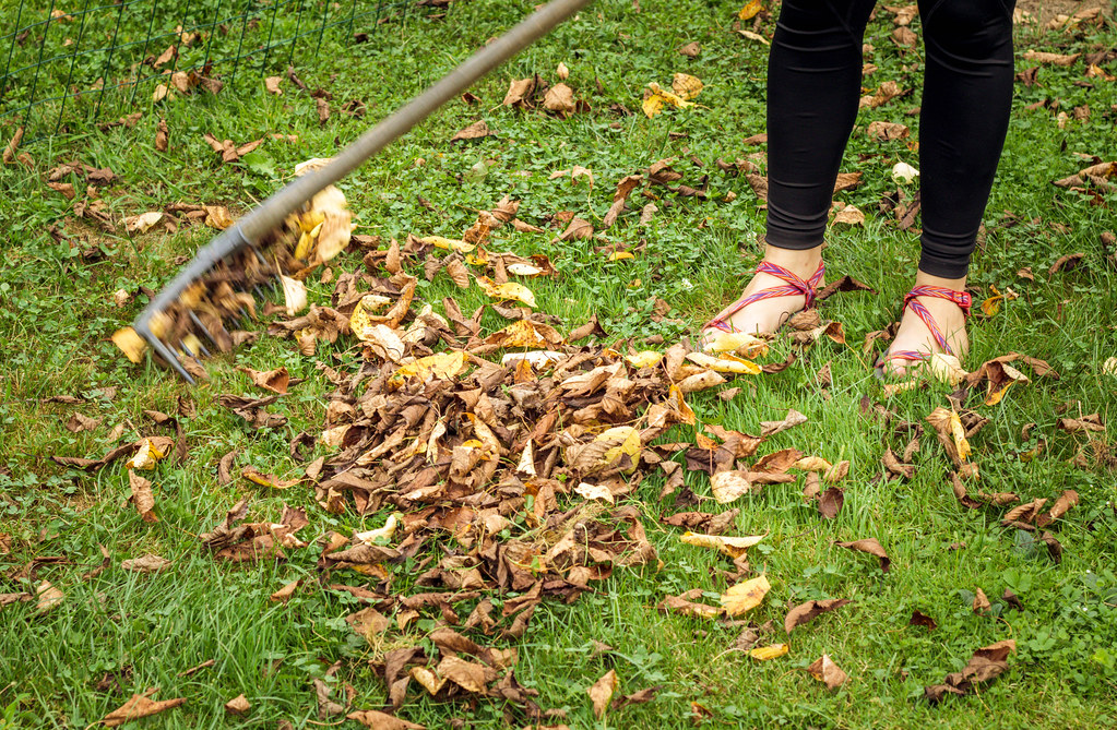 A person raking fallen leaves
