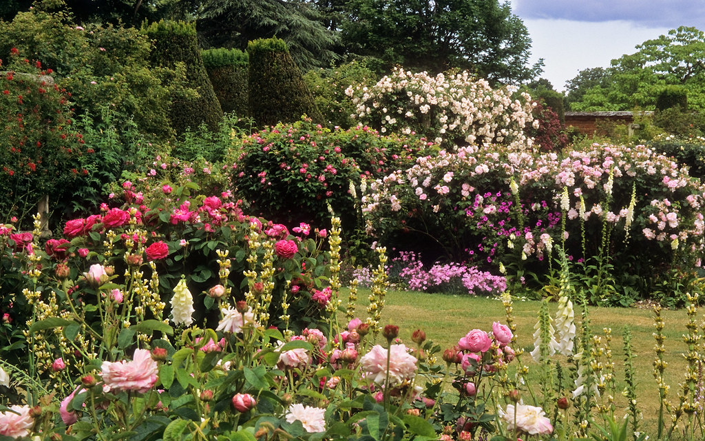 Mottisfont Abbey Rose Gardens (National Trust), Hampshire, England