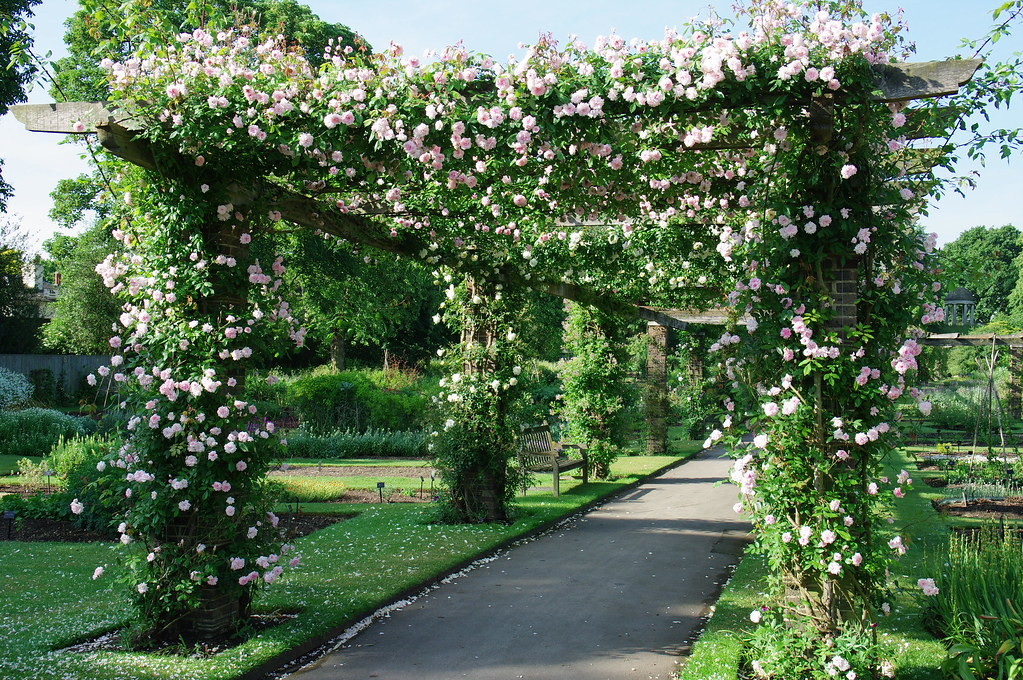 English garden pergola with climbing plants and roses