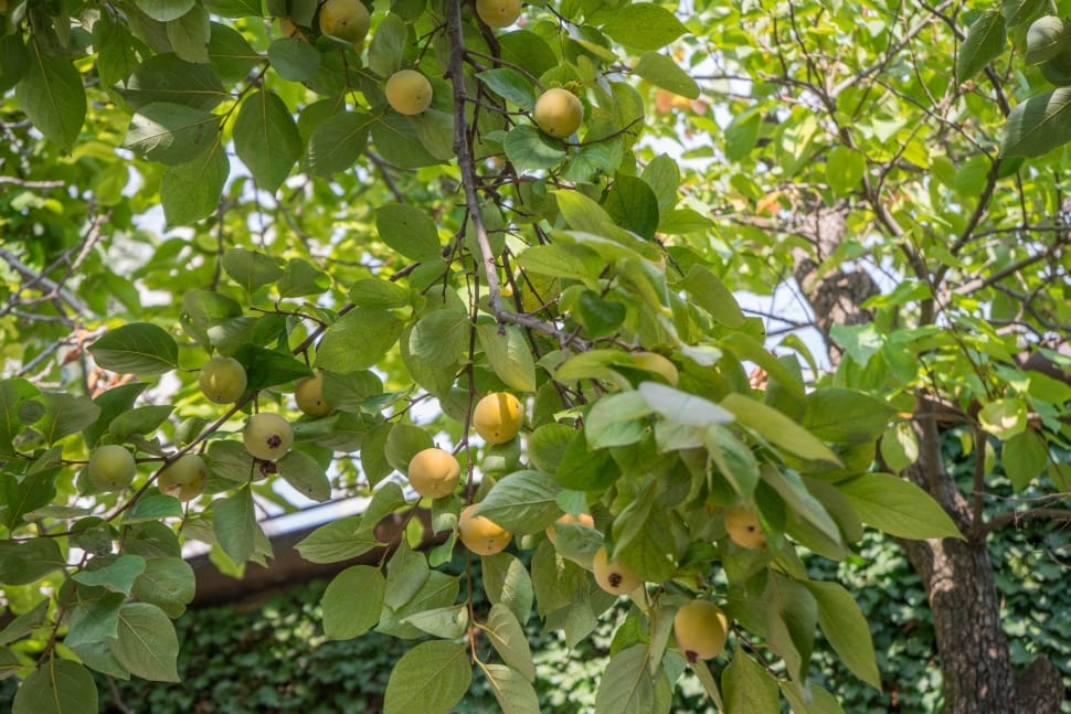 Lemon fruit tree