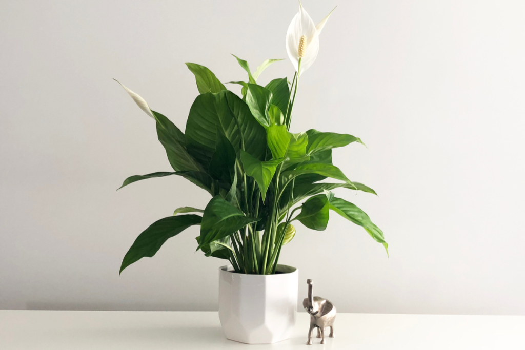 Peace lily indoor plant